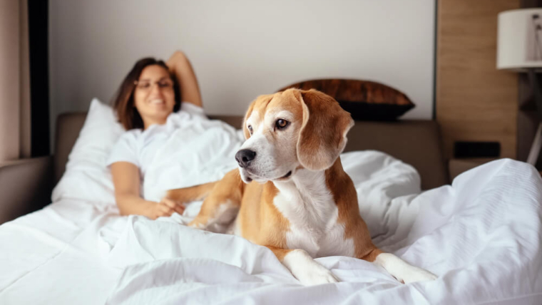 Hospedagem pet friendly | Foto: Reprodução