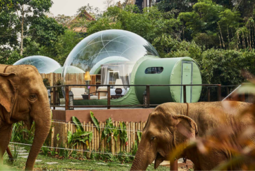 Jungle Bubbles