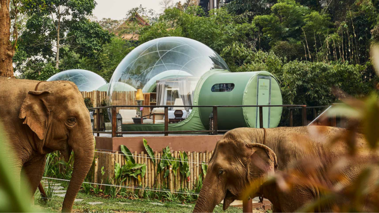 Jungle Bubbles